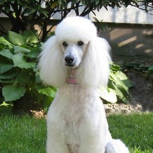 Meet your Posher, Shell